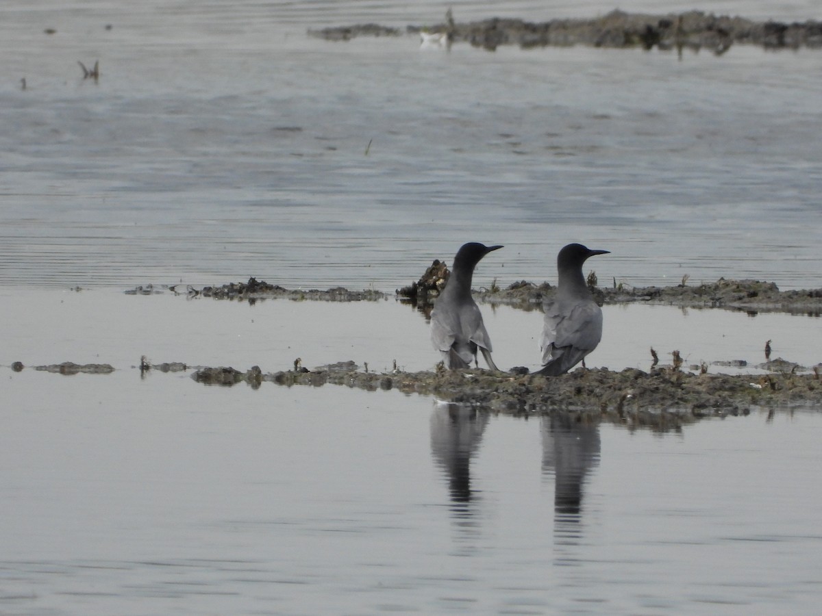 Black Tern - Bogdan  Rudzionek