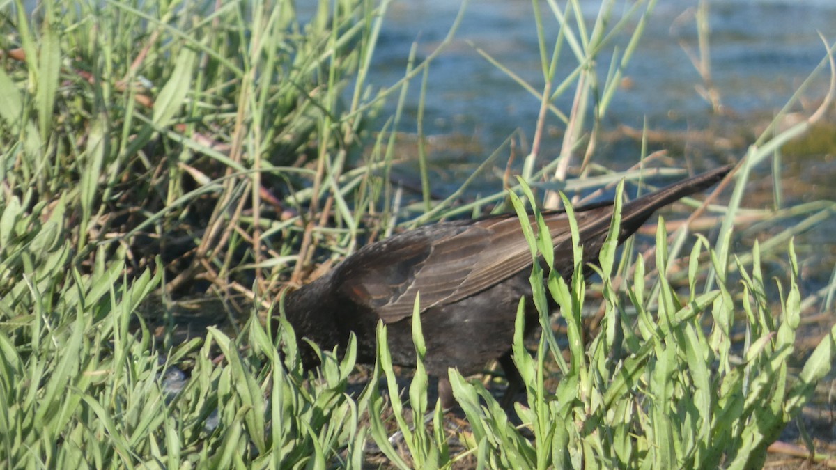 Red-winged Blackbird - ML619279155