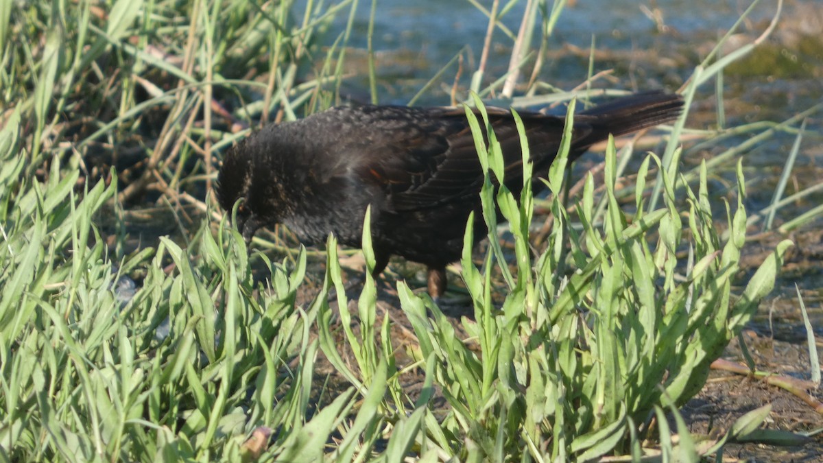 Red-winged Blackbird - ML619279156