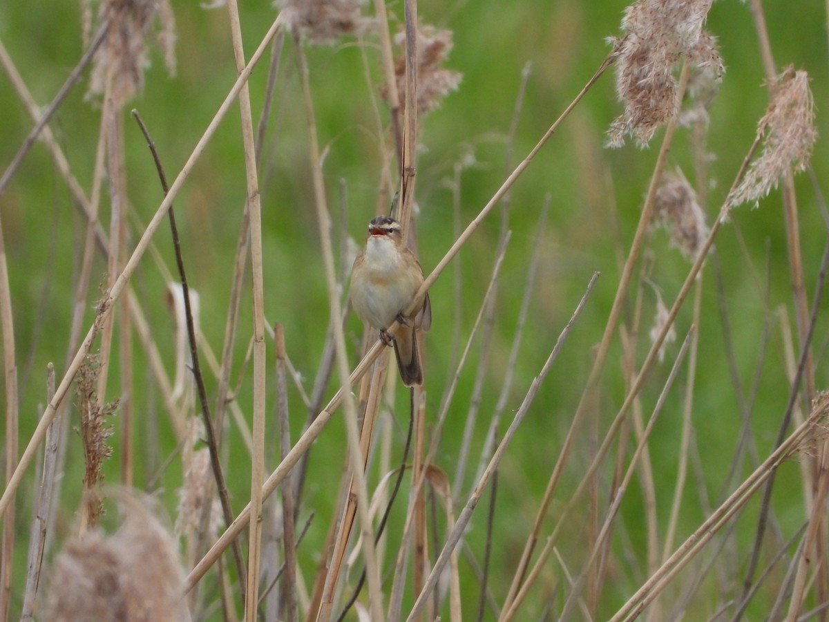 Sedge Warbler - ML619279159