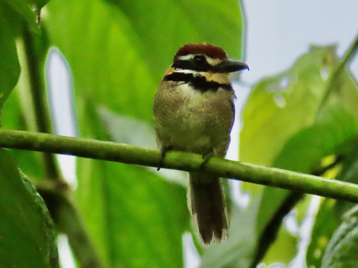 Chestnut-capped Puffbird - Greg Vassilopoulos