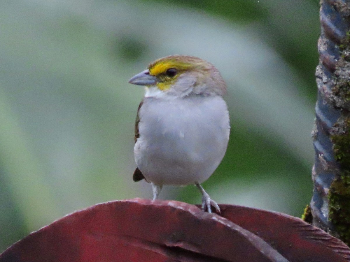 Yellow-browed Sparrow - Greg Vassilopoulos