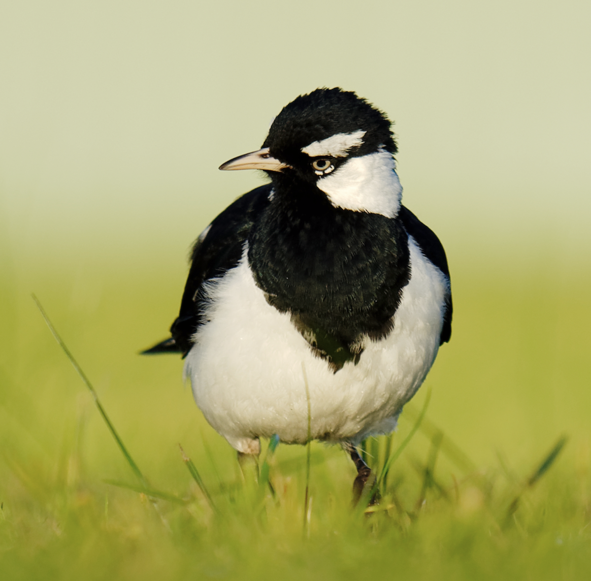 Magpie-lark - Kevin Huang