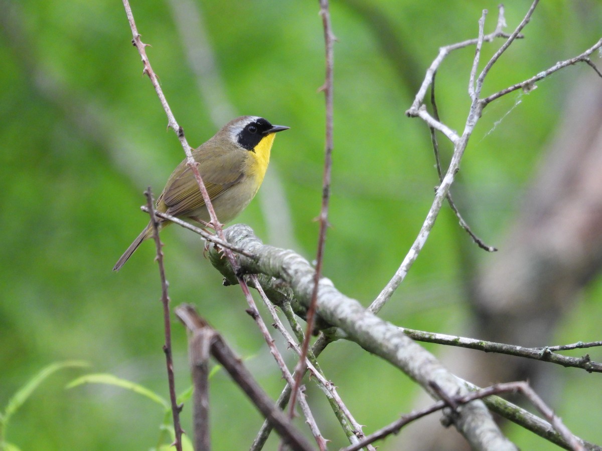 Common Yellowthroat - ML619279191