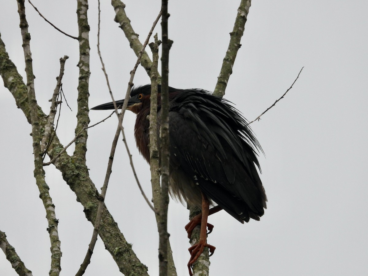 Green Heron - ML619279203