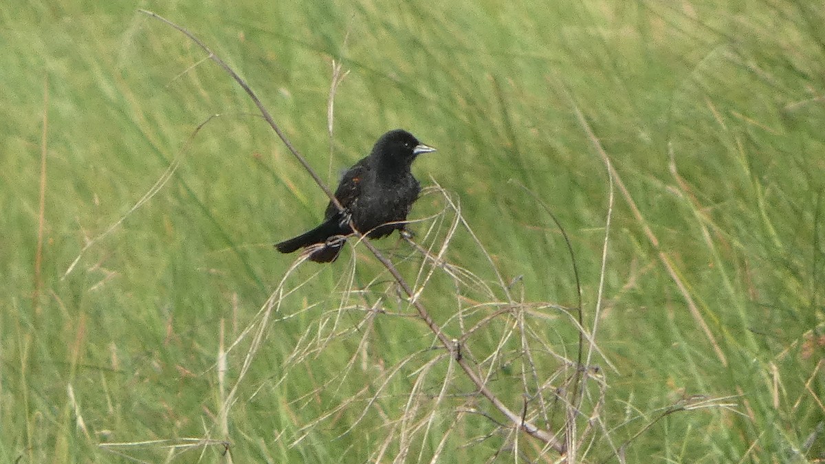 Red-winged Blackbird - ML619279217