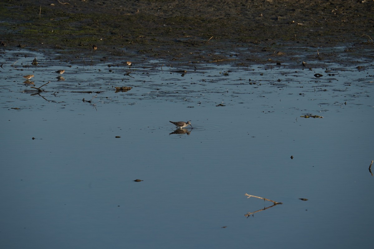 Lesser Yellowlegs - Shea Dettling