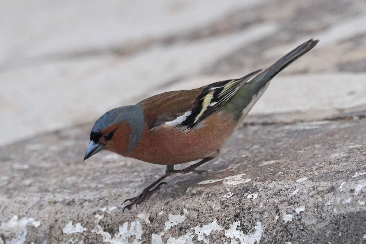 Common Chaffinch - Donna Pomeroy
