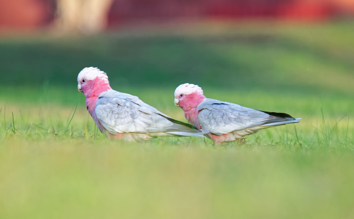 Galah - Kevin Huang