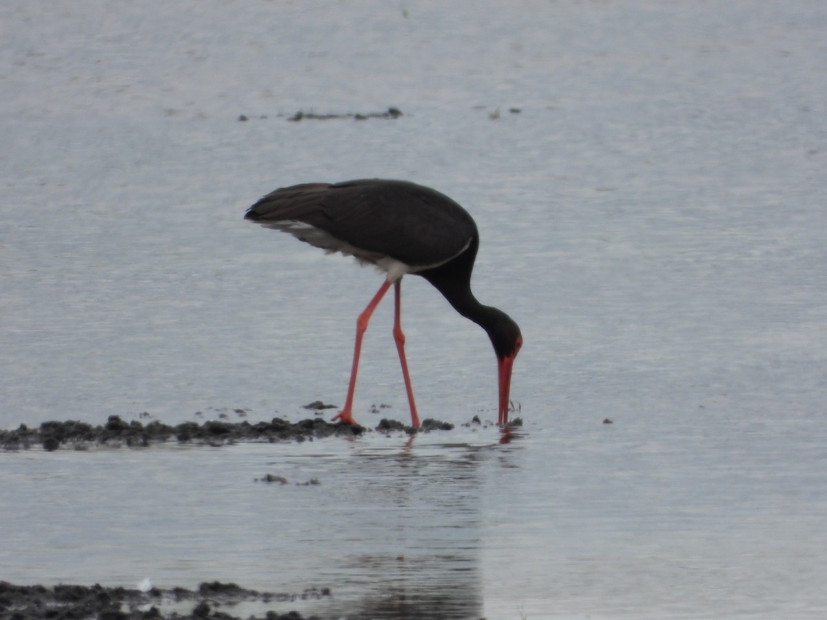 Black Stork - ML619279222