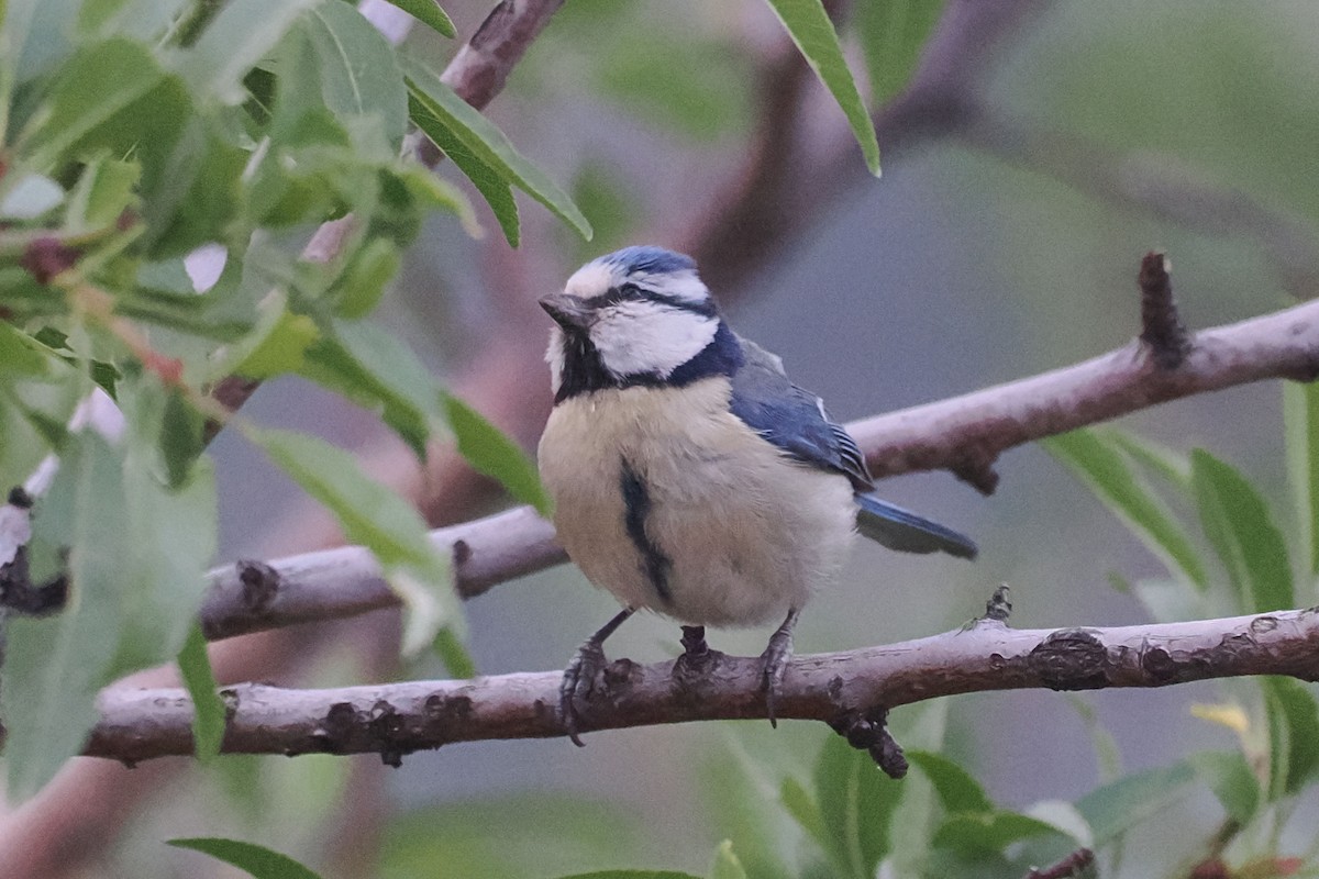 Eurasian Blue Tit - ML619279225