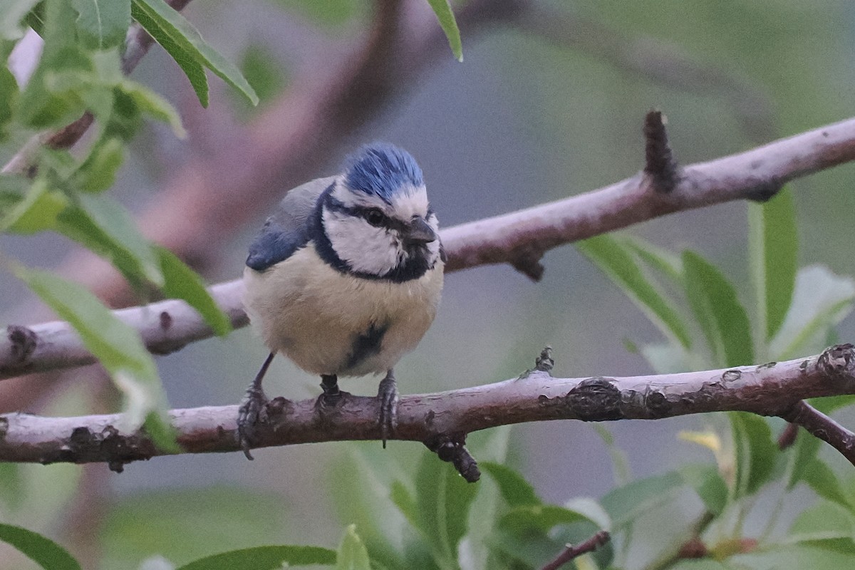 Eurasian Blue Tit - Donna Pomeroy