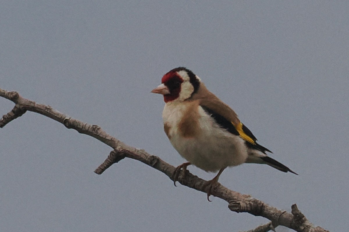 European Goldfinch - Donna Pomeroy