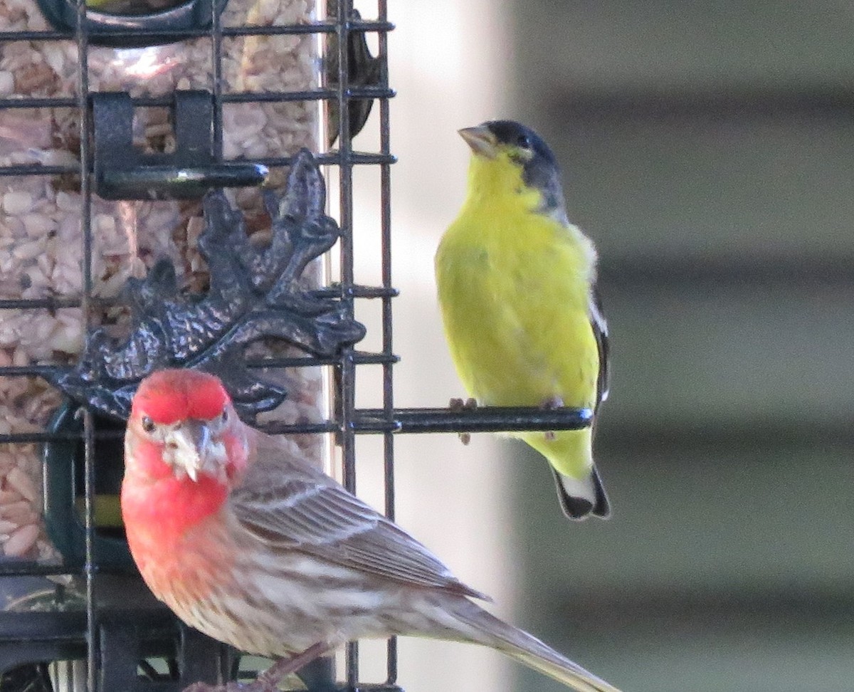 Lesser Goldfinch - Todd Ballinger