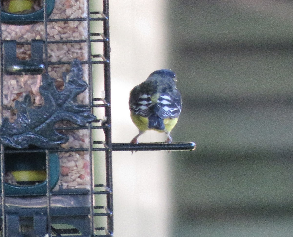 Lesser Goldfinch - Todd Ballinger