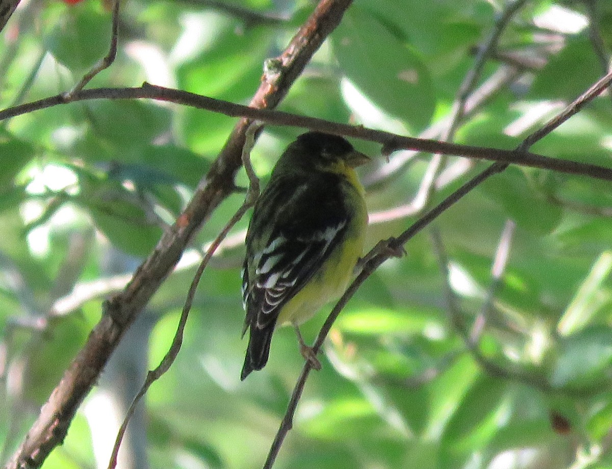 Lesser Goldfinch - Todd Ballinger