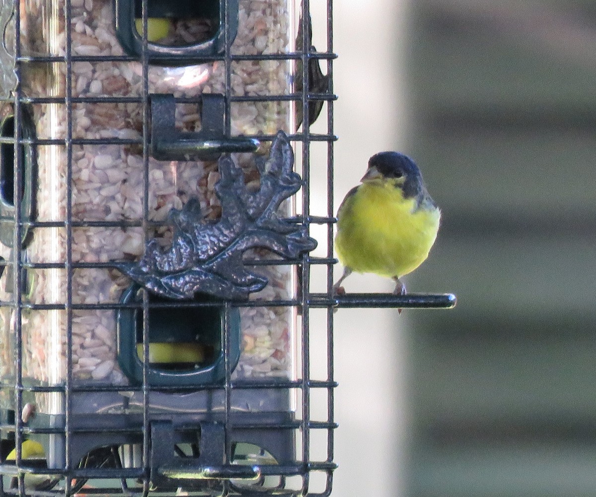 Lesser Goldfinch - Todd Ballinger