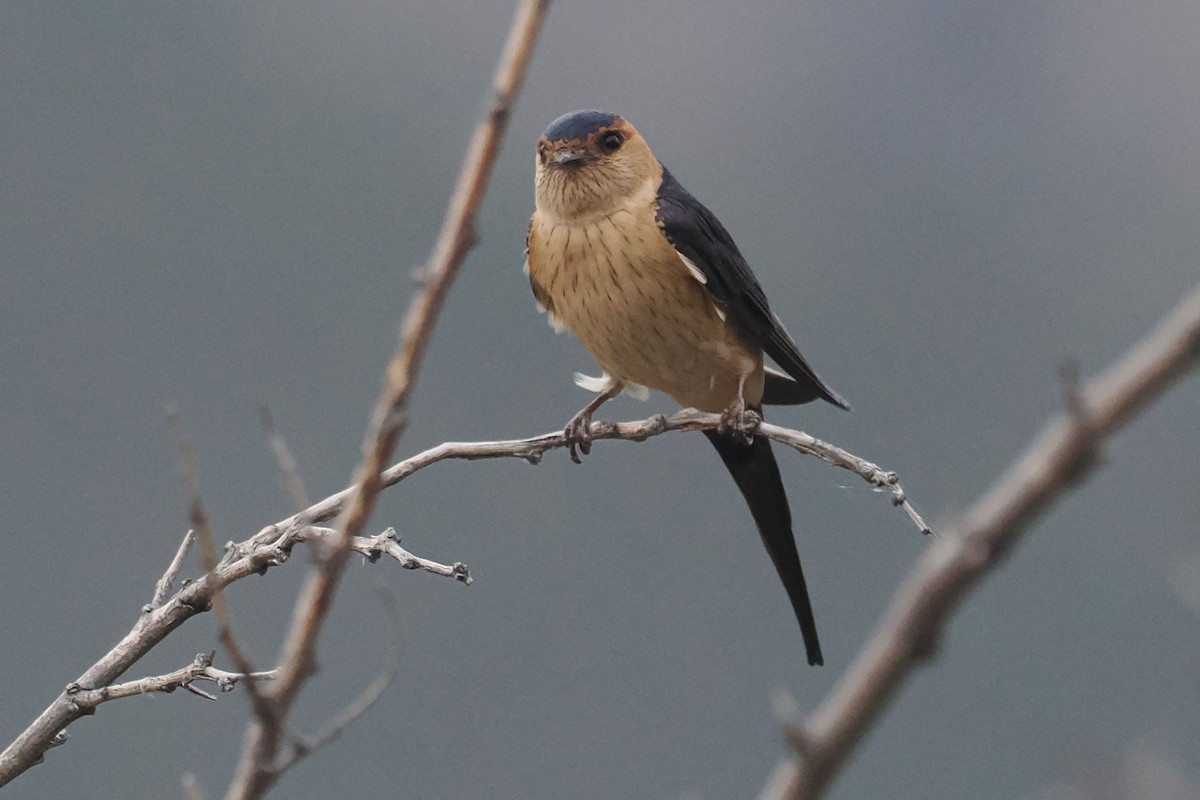 Golondrina Dáurica - ML619279252