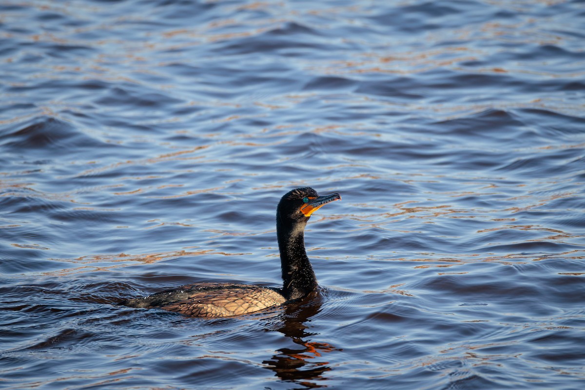 Double-crested Cormorant - Evan Pak