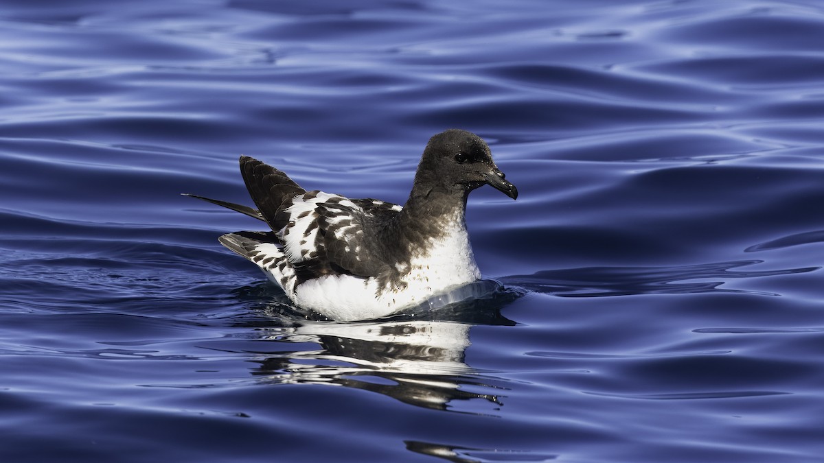 Cape Petrel (Snares) - Markus Craig