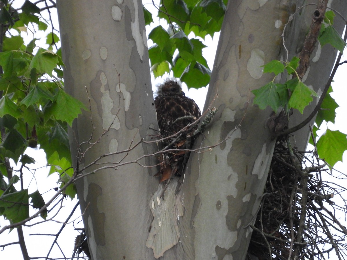 Red-shouldered Hawk - ML619279276
