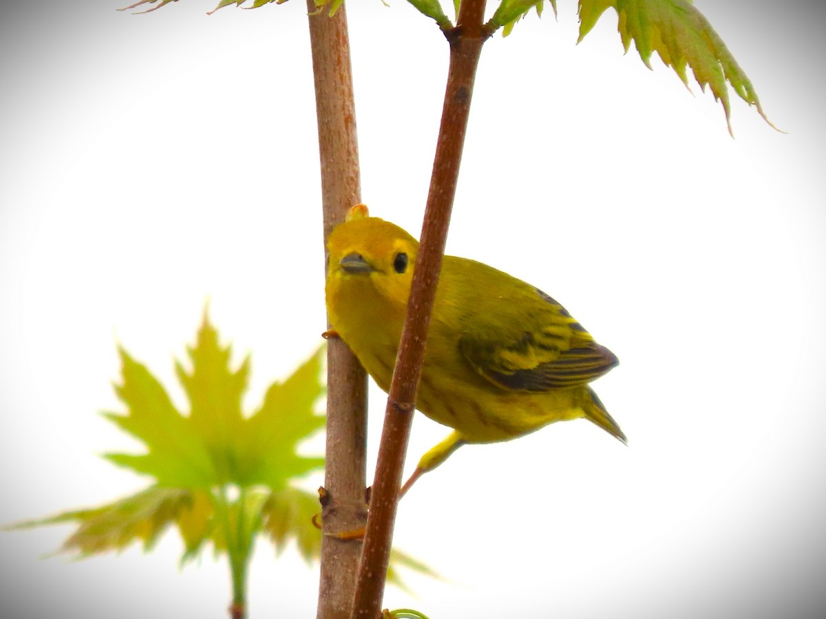 Yellow Warbler - Michael Haas