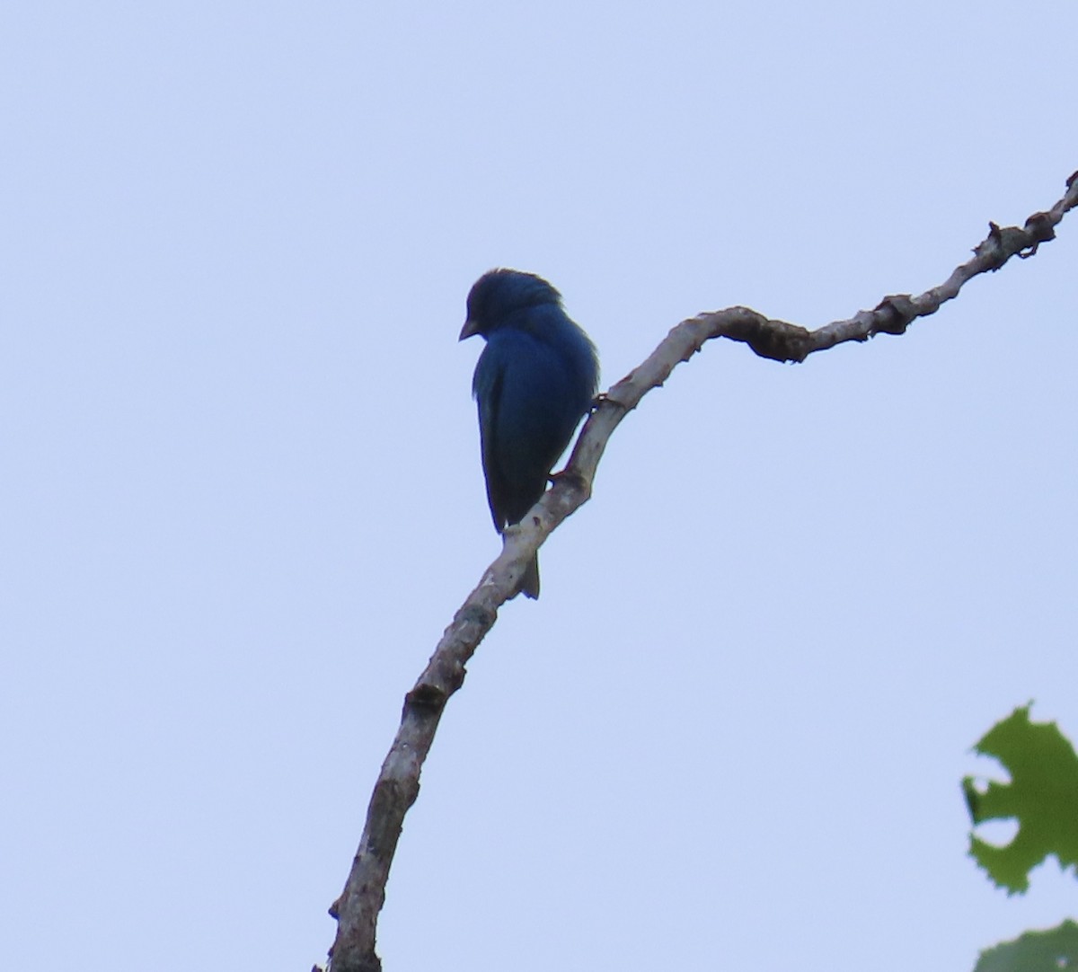 Indigo Bunting - LouAnn O'Hora