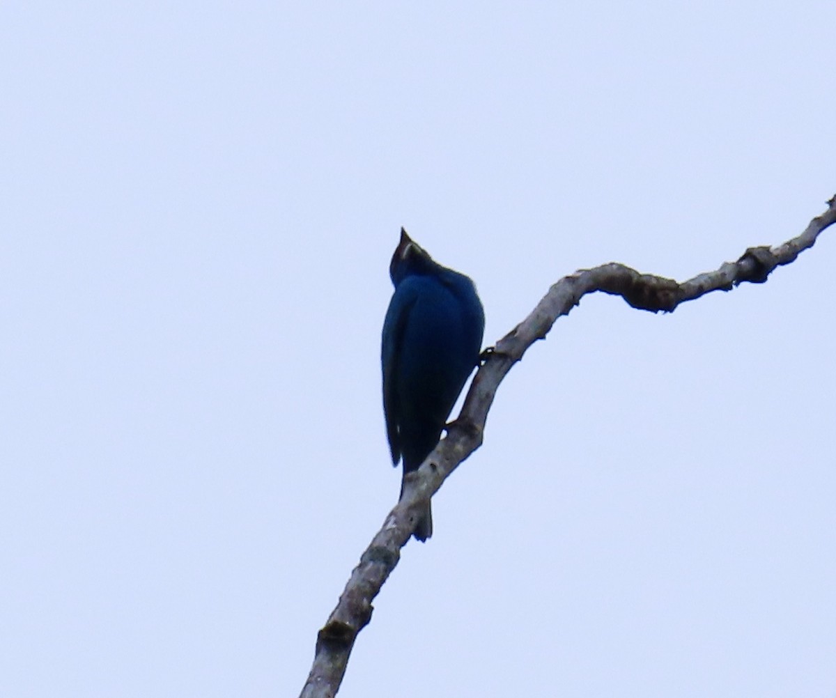 Indigo Bunting - LouAnn O'Hora