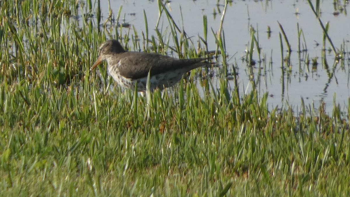 Spotted Sandpiper - Lynn Hollerman