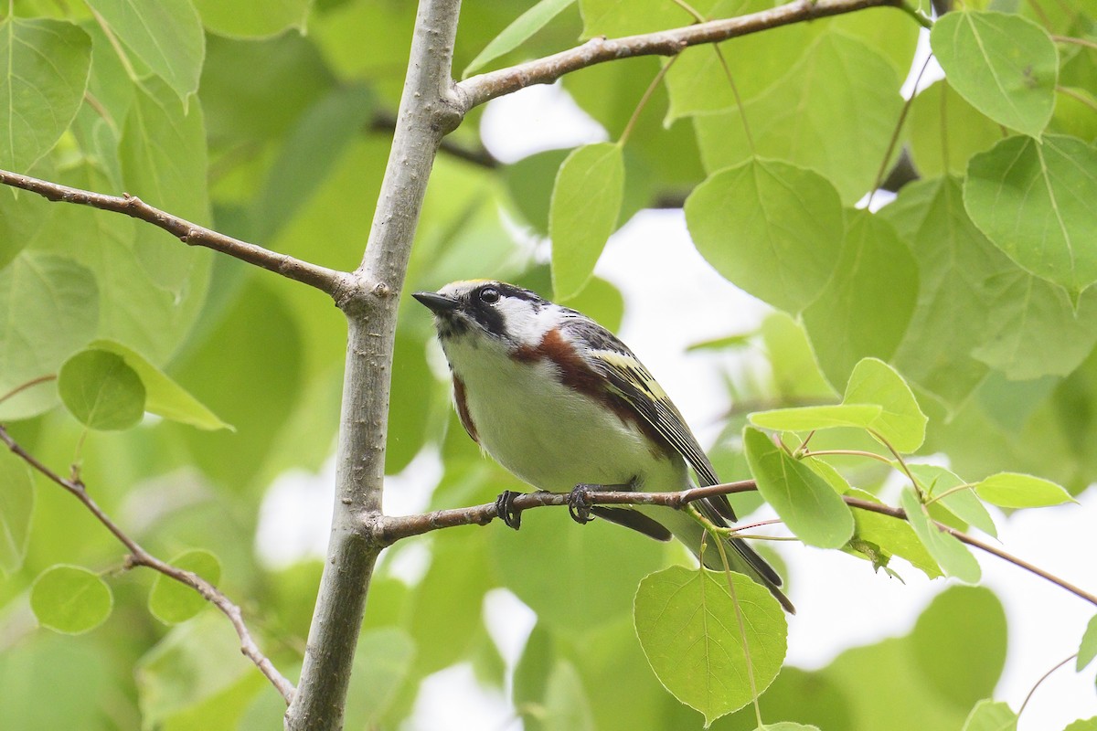 Chestnut-sided Warbler - Peter Hawrylyshyn