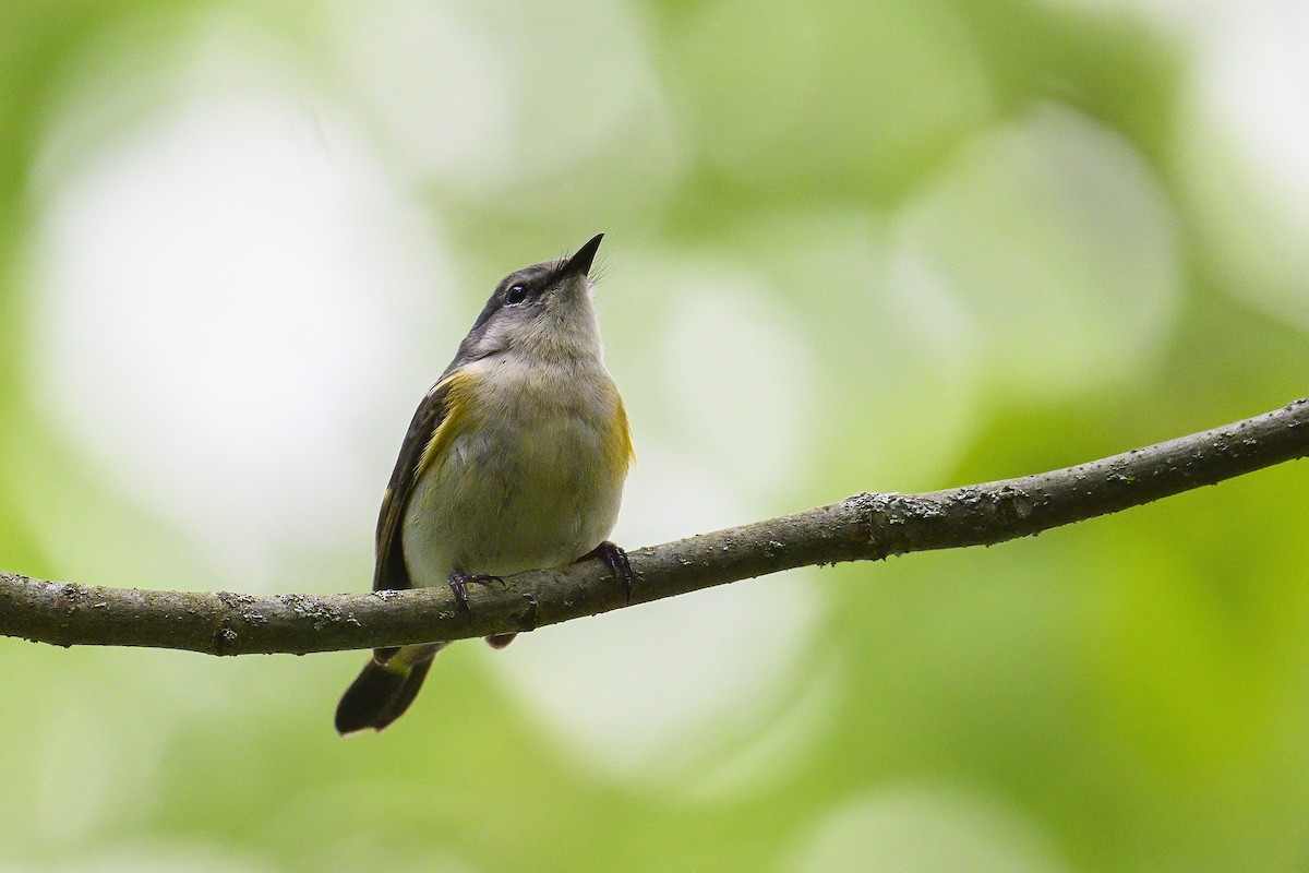 American Redstart - Peter Hawrylyshyn