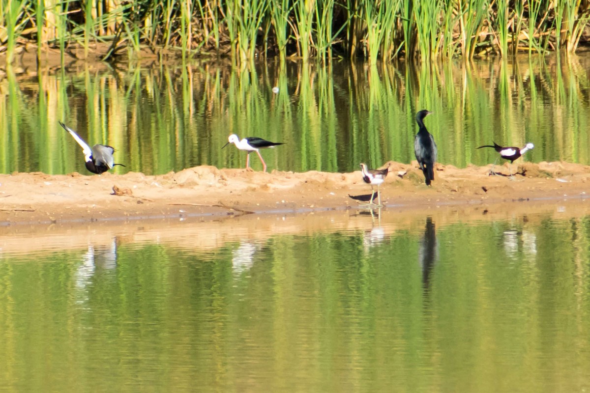 Black-winged Stilt - ML619279313