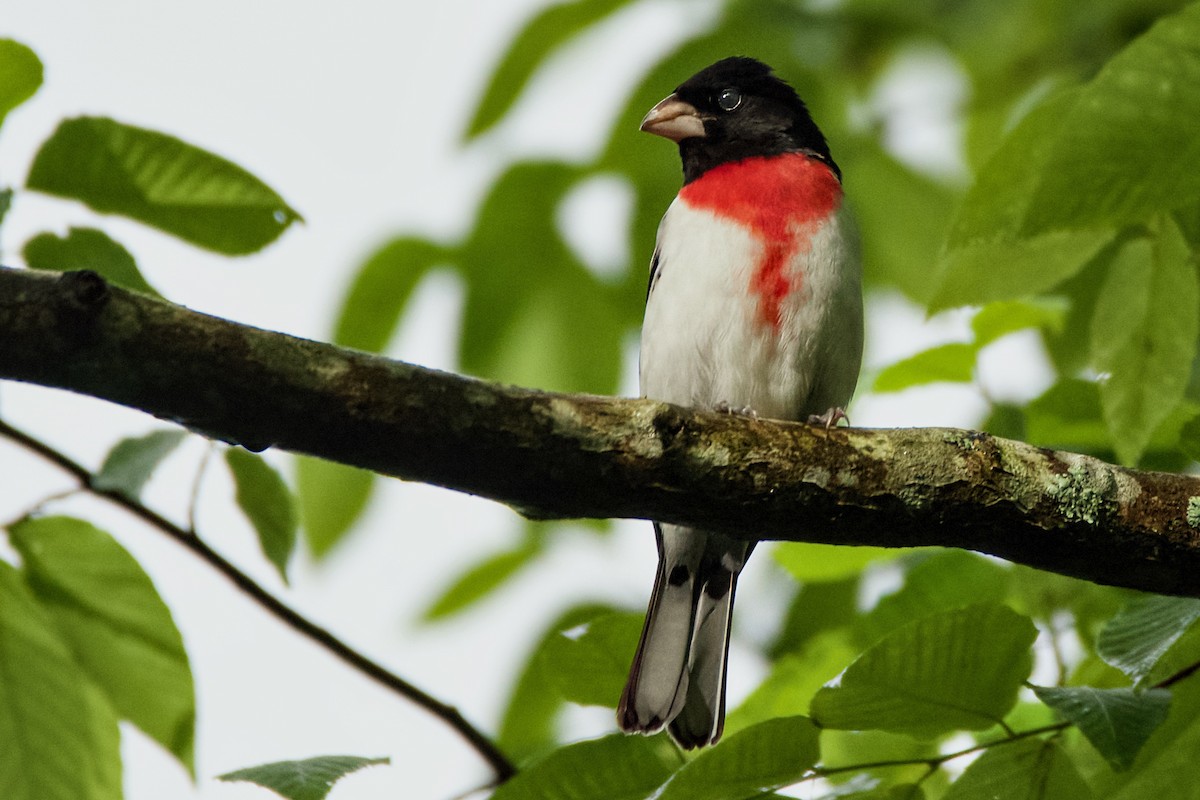 Rose-breasted Grosbeak - ML619279314