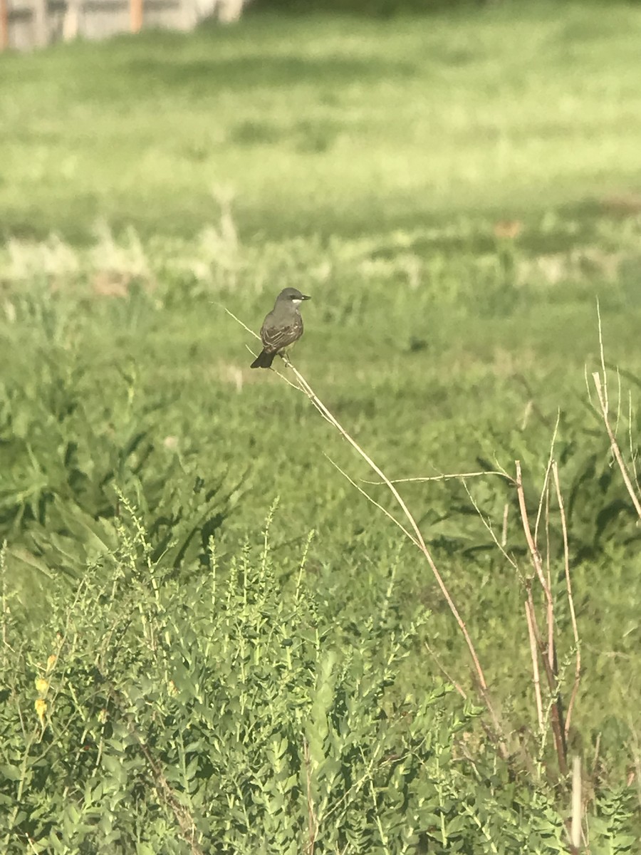 Cassin's Kingbird - Scott Somershoe