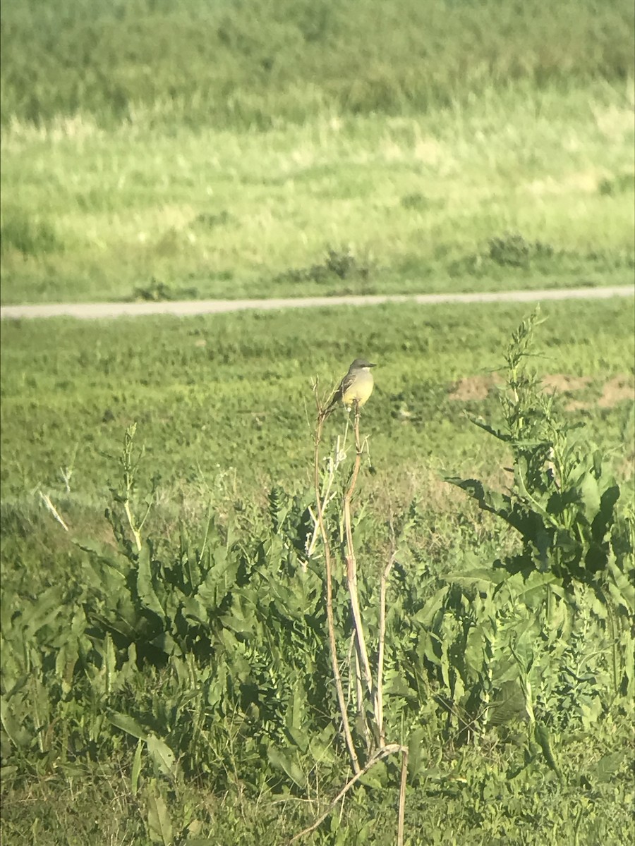 Cassin's Kingbird - Scott Somershoe