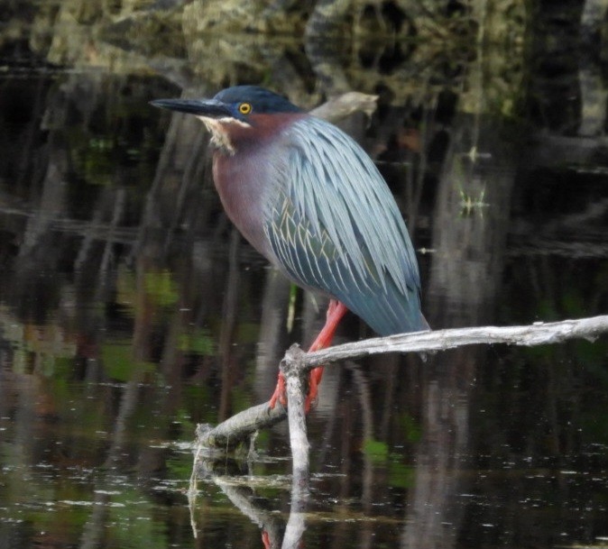 Green Heron - Donna Ortuso