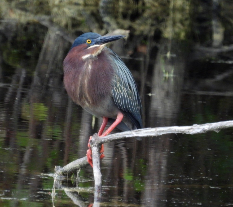 Green Heron - Donna Ortuso