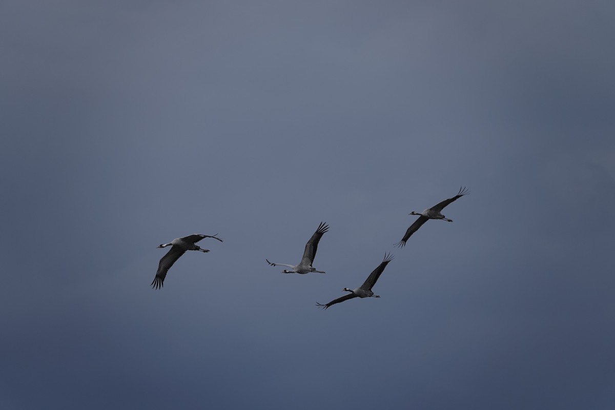 Common Crane - eero salo-oja