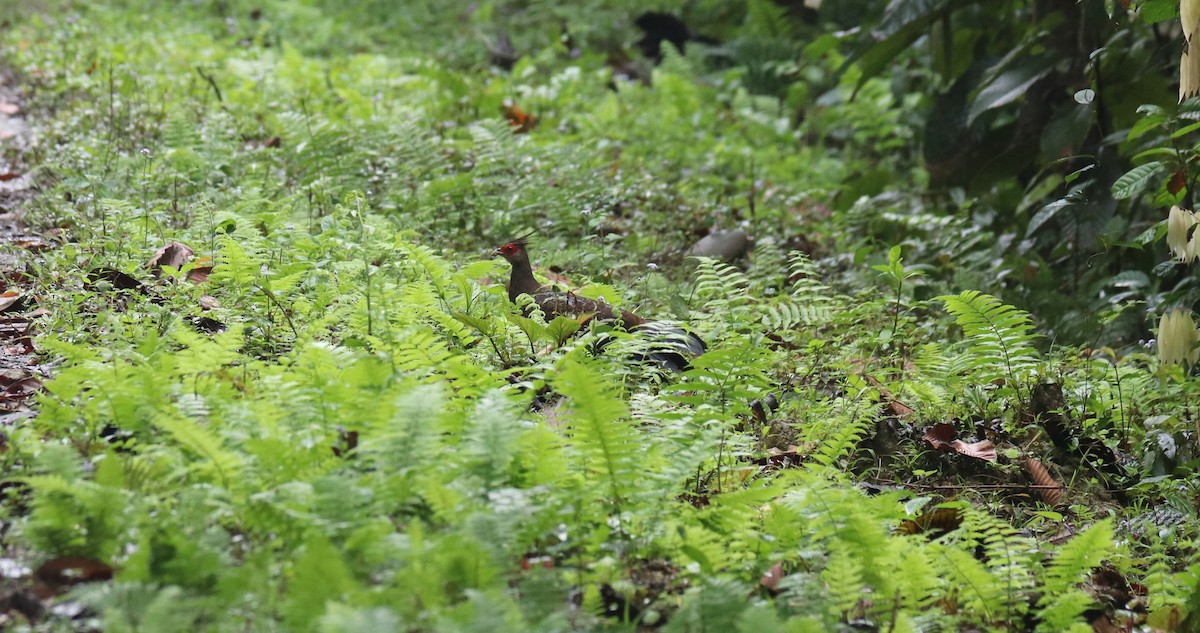 Kalij Pheasant - Praveen H N