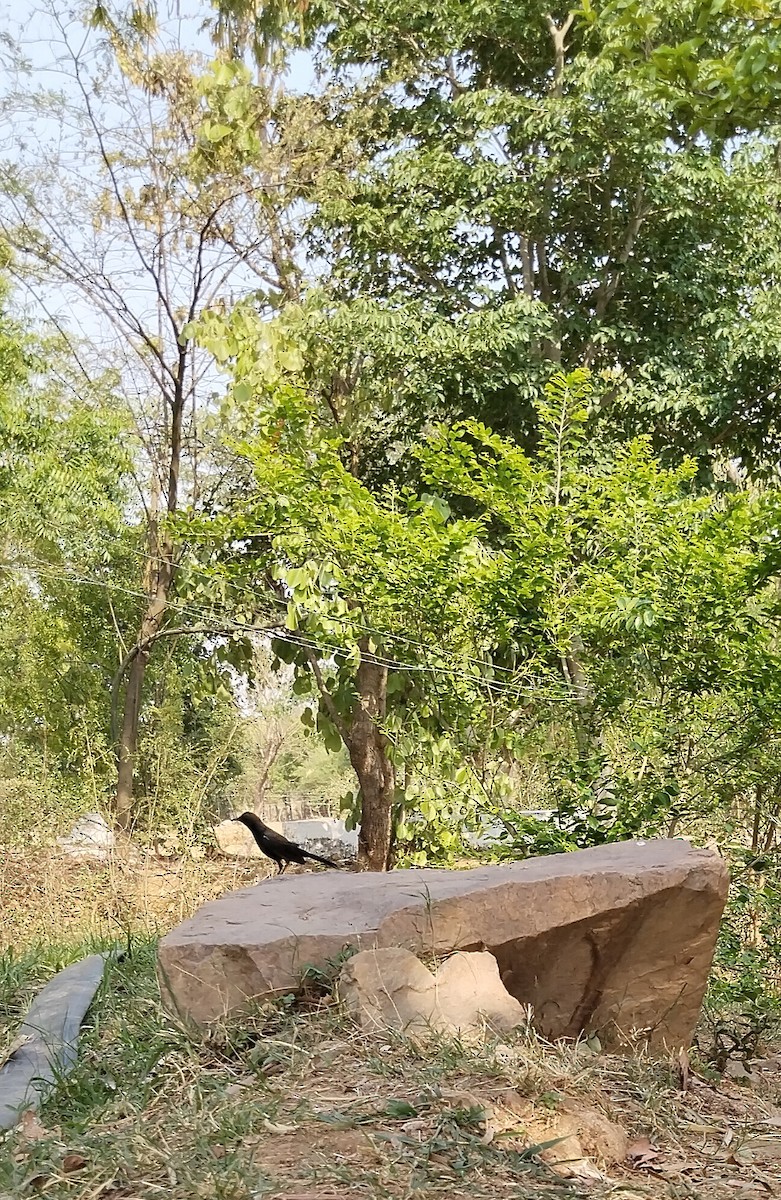Indian Robin - Bharat Kushwaha
