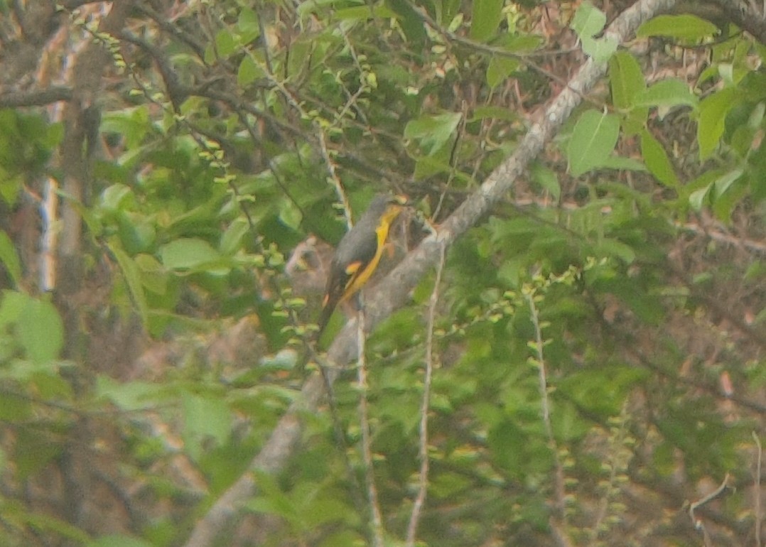 Orange Minivet - Vikas D Prasad