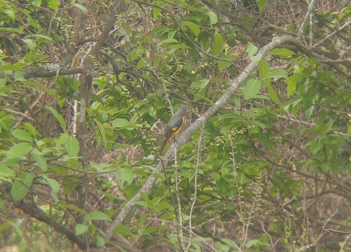 Orange Minivet - ML619279375