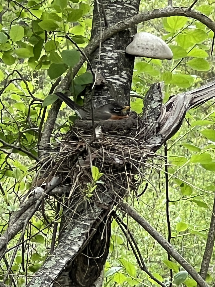 American Robin - Richelle Berard