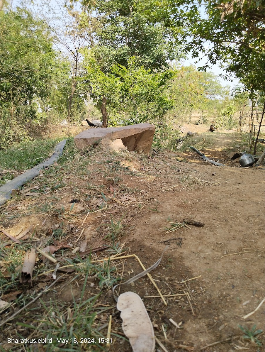 Indian Robin - Bharat Kushwaha