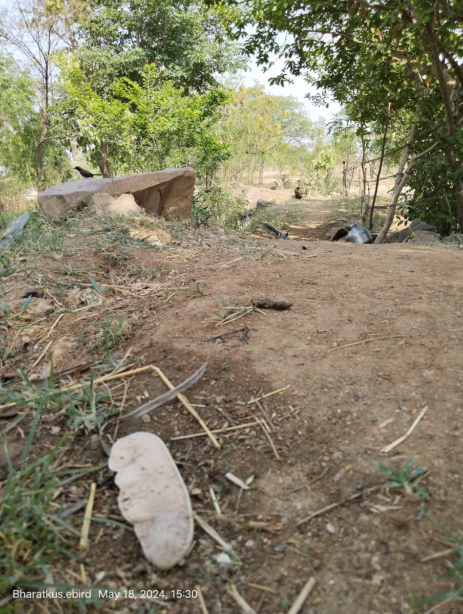 Indian Robin - Bharat Kushwaha