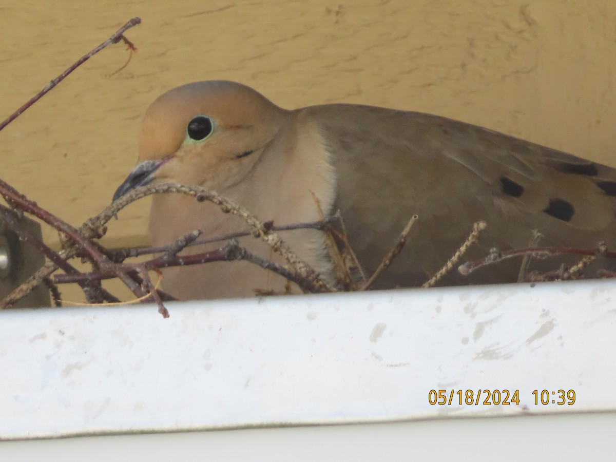 Mourning Dove - gabrielle jastrebski