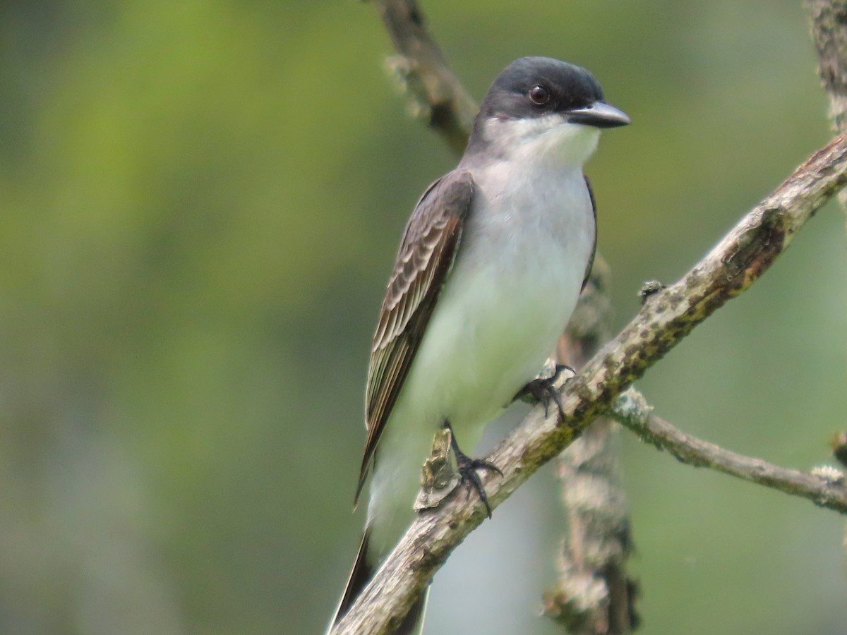 Eastern Kingbird - ML619279390