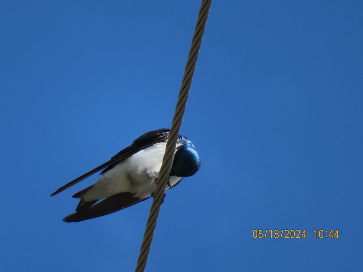 Tree Swallow - gabrielle jastrebski