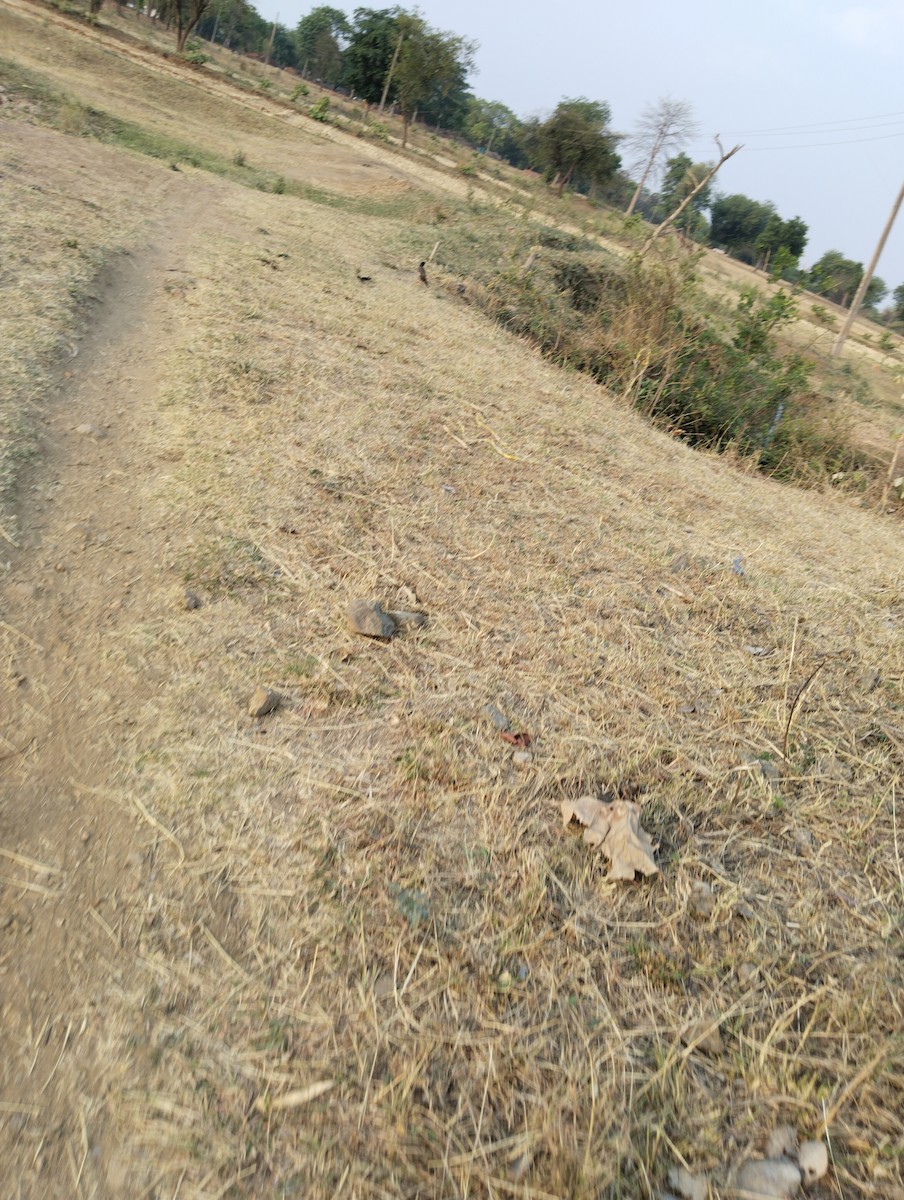 Common Myna - Bharat Kushwaha