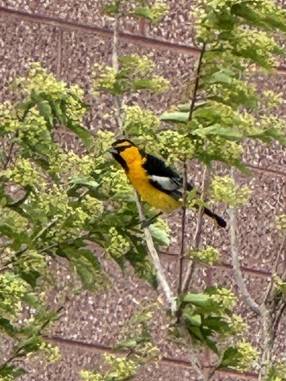 Oriole de Bullock - ML619279398